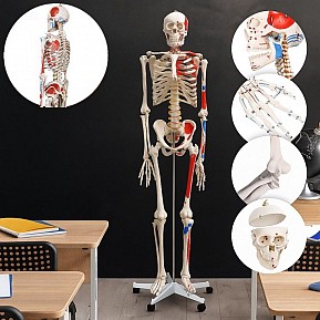 JAGO Anatomie člověka kostra s detaily malby svalů, 181 cm