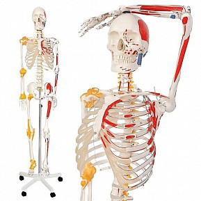 Jago Anatomická kostra se svaly, šlachami a plakátem