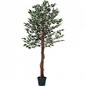 Umělý fíkus 160 cm s pravým dřevem do interiéru