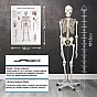 JAGO Kostra lidské anatomie, 181,5 cm