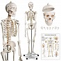 JAGO Kostra lidské anatomie, 181,5 cm
