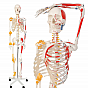 JAGO Anatomie člověka kostra s detaily malby svalů, 181 cm
