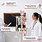 JAGO Anatomie člověka kostra s detaily malby svalů, 181 cm