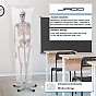 JAGO Kostra lidské anatomie, 181,5 cm