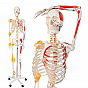 Jago Anatomická kostra se svaly, šlachami a plakátem