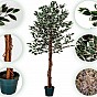 Umělý fíkus 160 cm s pravým dřevem do interiéru