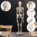 JAGO Kostra lidské anatomie, 181,5 cm