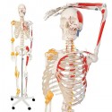 Jago Anatomická kostra se svaly, šlachami a plakátem